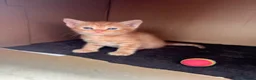 Mixed Breed cats for sale:  Beautiful Playful Kittens Ready for reservations  - Advert 11