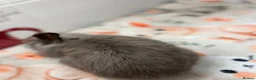 Mini Lion Lop rabbits for sale: 12 Week Old Chocolate Lion Lop Doe  in Bradford - Advert 2
