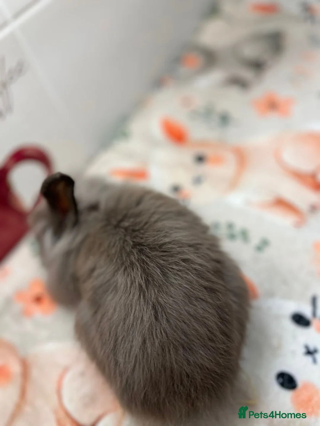 Mini Lion Lop rabbits for sale: 12 Week Old Chocolate Lion Lop Doe  in Bradford - Advert 2