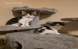 Mixed Breed cats for sale: 4 little kittens looking lovely new home.  - Image 12