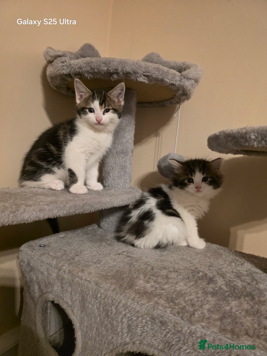 Mixed Breed cats for sale: 4 little kittens looking lovely new home.  - Image 12