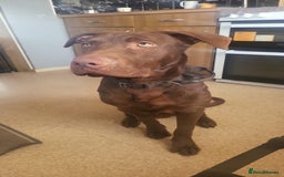 Mixed Breed dogs for sale: Beautiful baby boy  - Advert 2