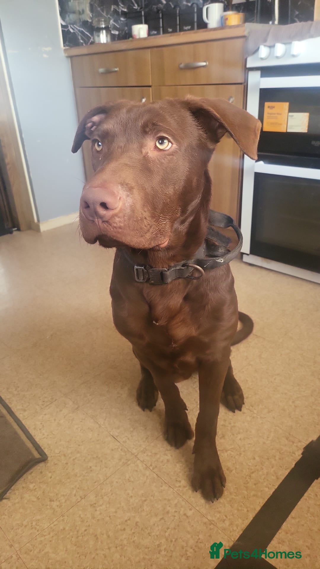 Mixed Breed dogs for sale: Beautiful baby boy  - Advert 2