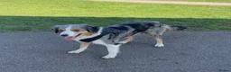 Border Collie dogs for sale: 5 year old tri Merle border collie girl  in Carlisle - Advert 2
