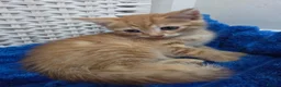 American Shorthair cats for sale: Ginger Male 8 Week Old Kitten - Advert 29