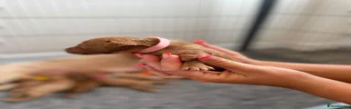 Cockapoo 6 (Light Pink) 
