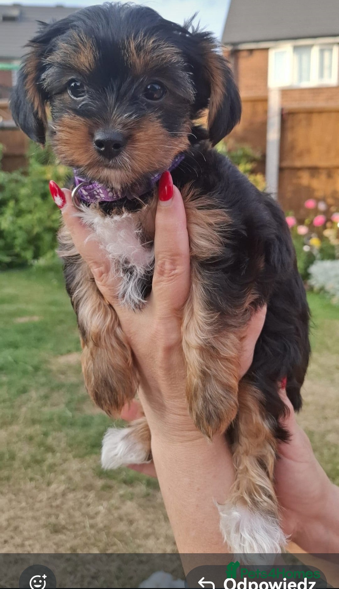 Yorkshire Terrier dogs for sale: 4 Yorkie Dogs looking for a new home.  - Image 6