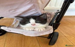 Mixed Breed cats for sale: 4 beautiful kittens for sale £120 each  - Image 3