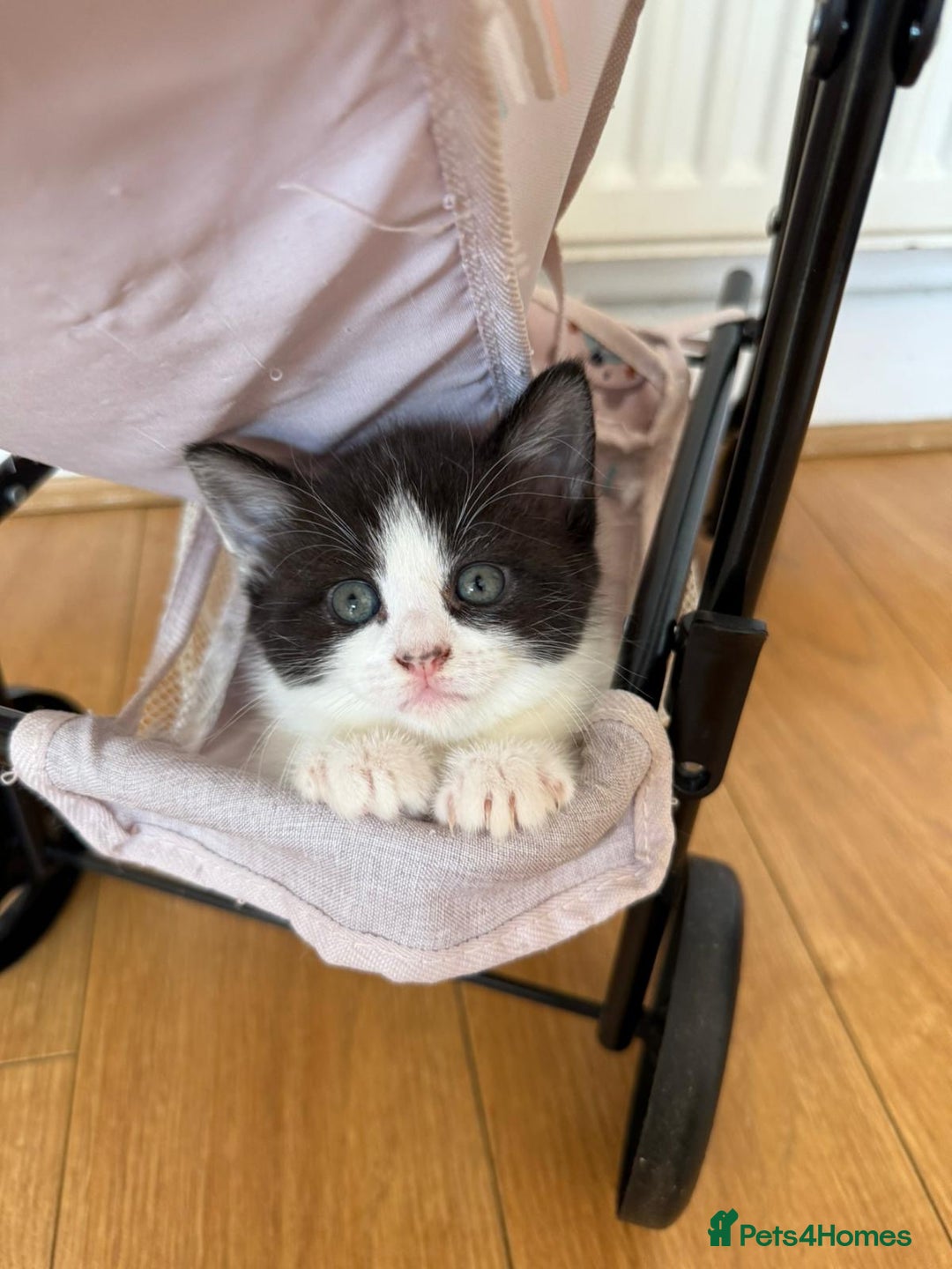 Mixed Breed cats for sale: 4 beautiful kittens for sale £120 each  - Image 3