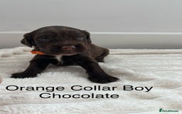 Cocker Spaniel dogs for sale: Beautiful Cocker Spaniel Puppies  - Image 9