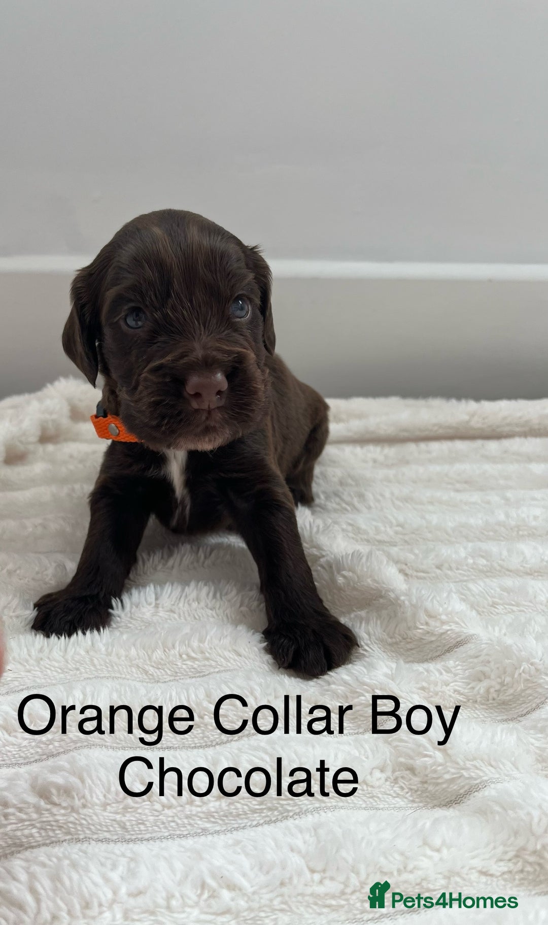 Cocker Spaniel dogs for sale: Beautiful Cocker Spaniel Puppies  - Image 9