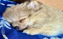 Pomchi dogs for sale: Puppy's 1&2 - Image 15
