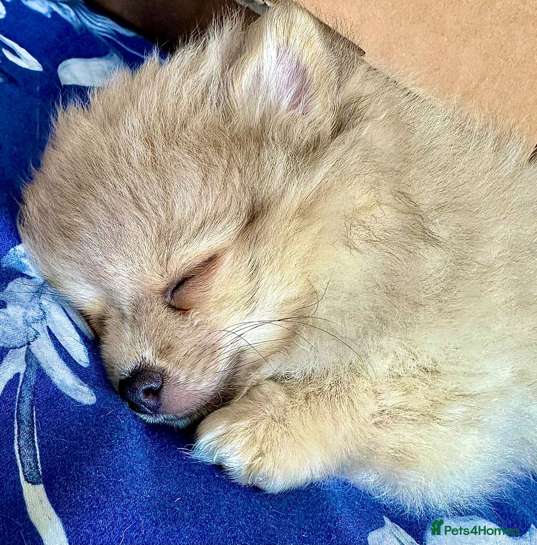 Pomchi dogs for sale: Puppy's 1&2 - Image 15