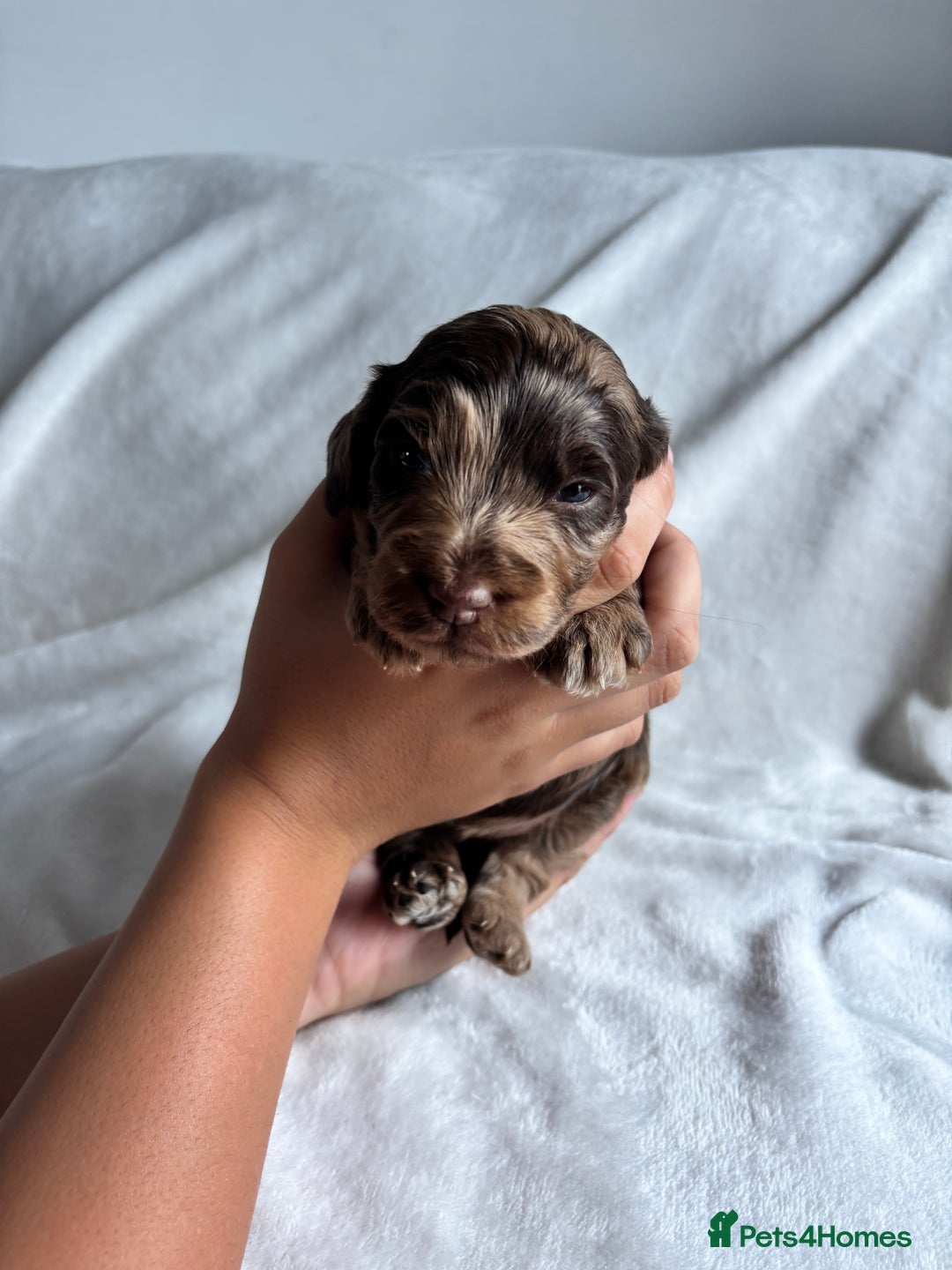 Cockapoo dogs for sale: F1 COCKAPOO  - Image 8