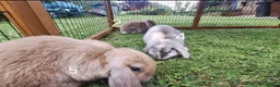 Mini Lop rabbits for sale: Beautiful mini lops in Batley - Advert 5
