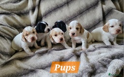 Cocker Spaniel dogs for sale: Goregous Litter of Cocker Spaniel Puppies  - Image 1