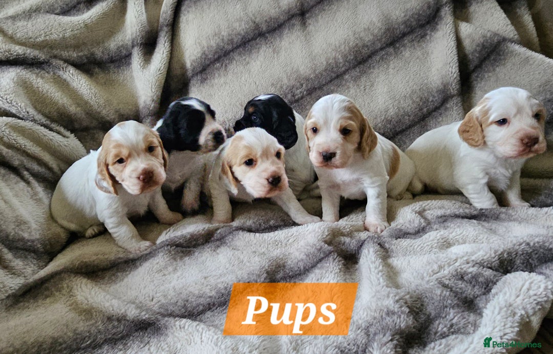 Cocker Spaniel dogs for sale: Goregous Litter of Cocker Spaniel Puppies  - Image 1