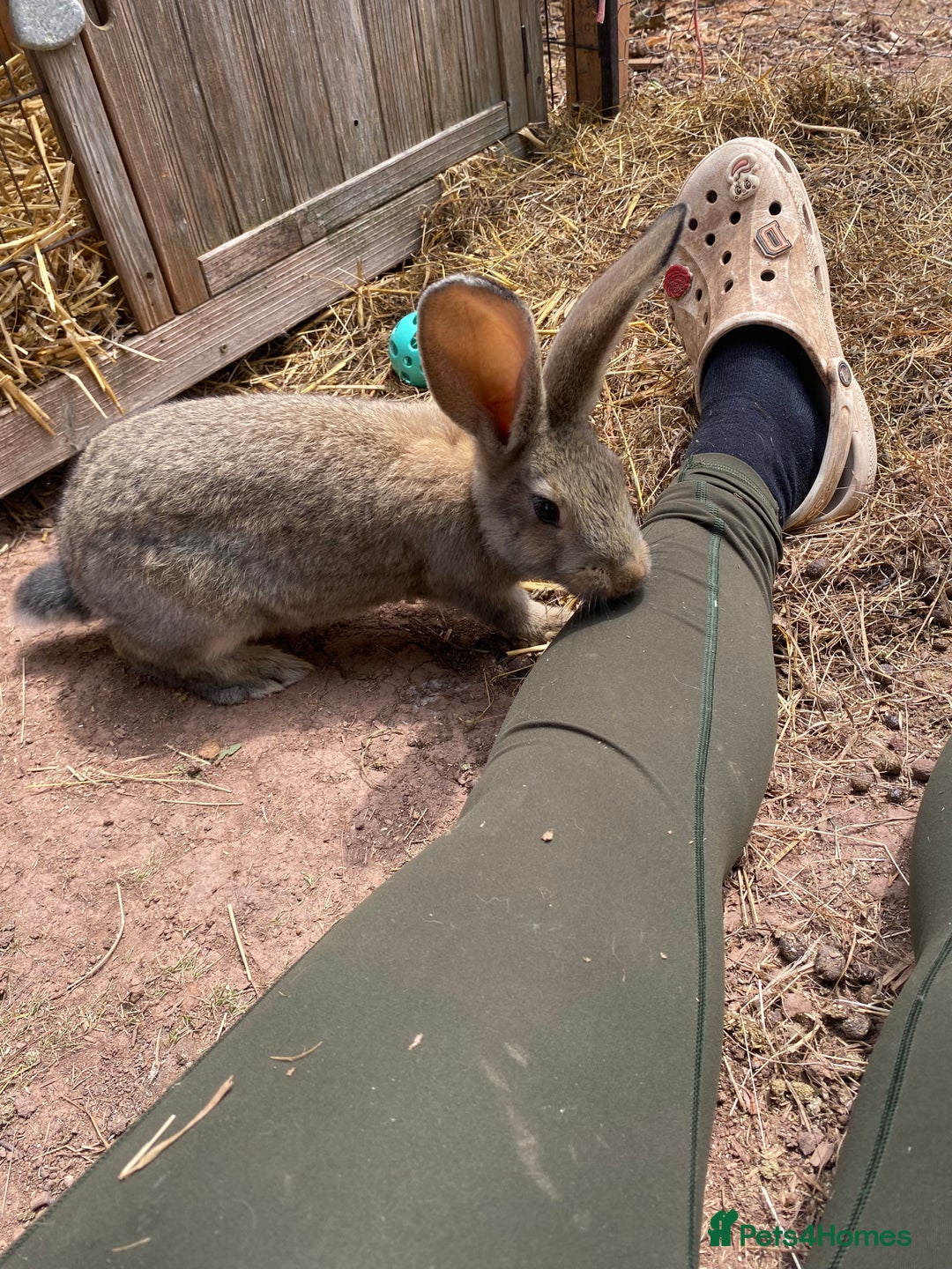 Continental Giant rabbits for sale: Continental giant - Image 20