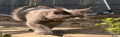 Maine Coon 2