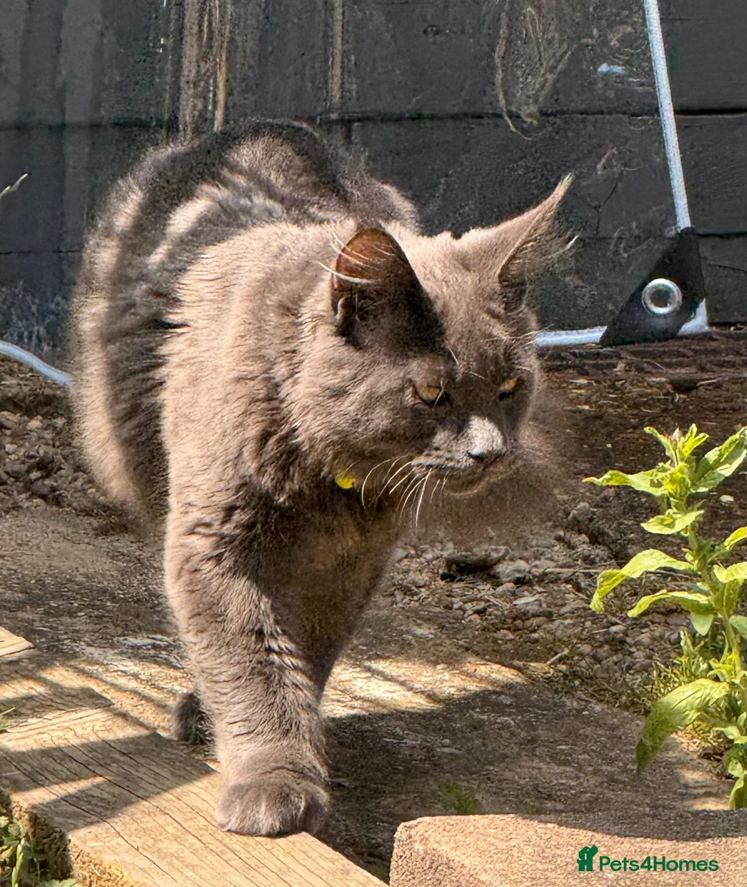 Maine Coon cats for sale: Maine Coon - Advert 2