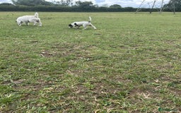 Mixed Breed dogs for sale: 1 make jackrussel cross cavalier  - Image 2