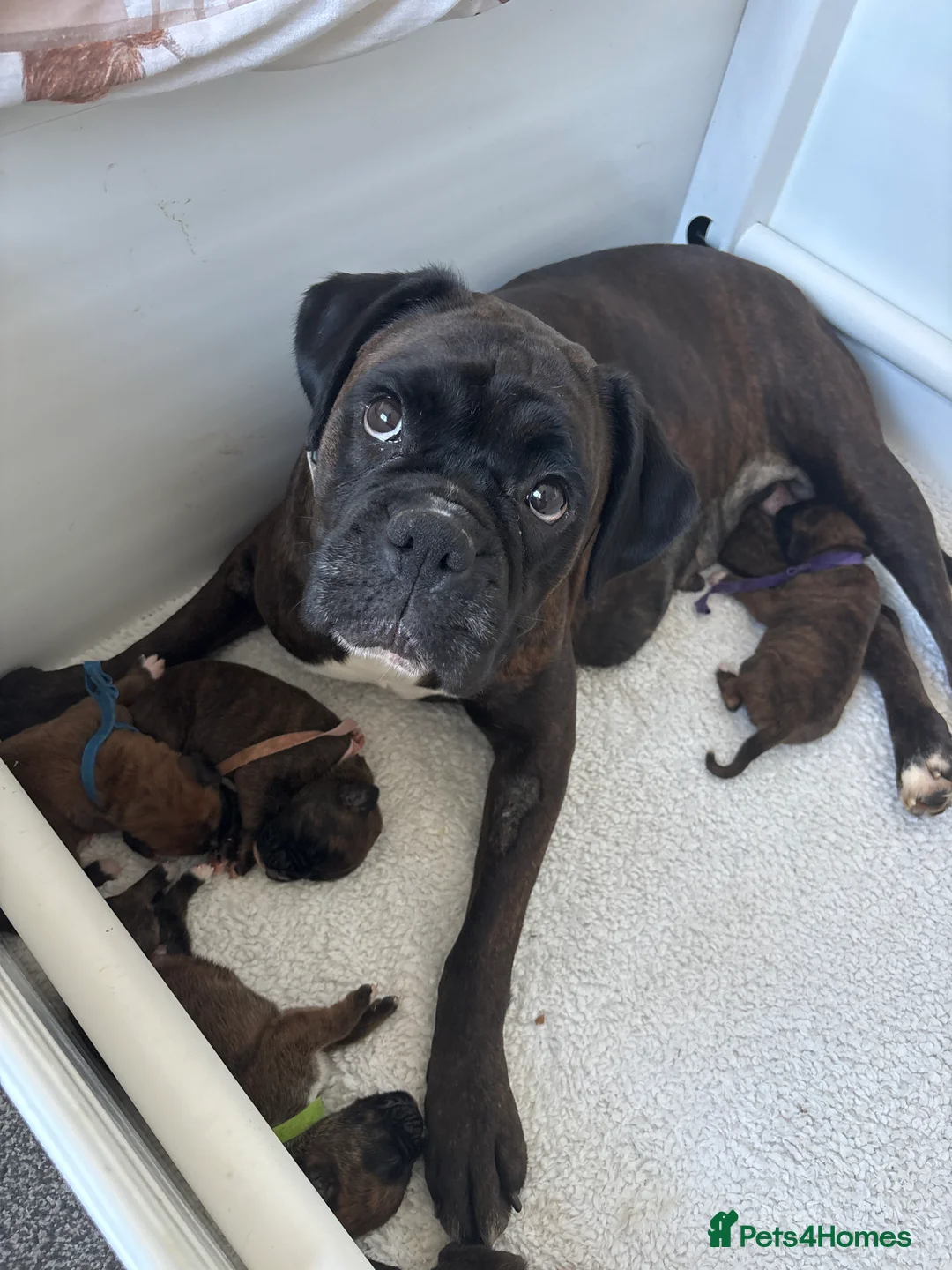 Boxer dogs for sale: 🌟Beautiful boxer puppies 🌟 - Advert 1