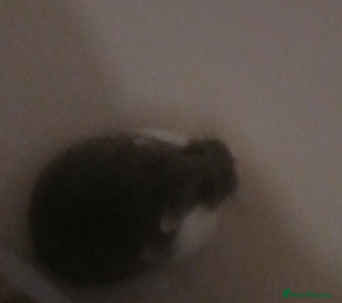 Hamster rodents One robrovski female ~ 1 year old and very activ - Advert 2