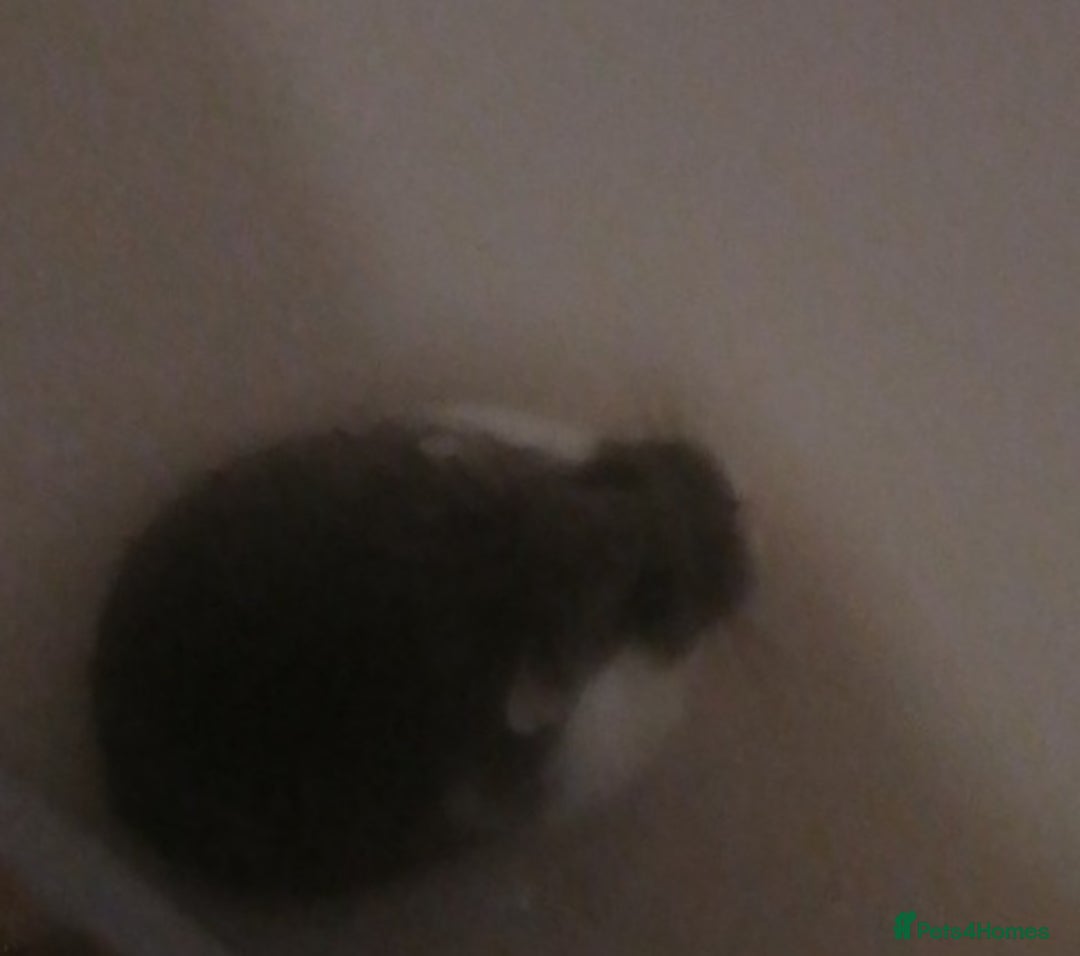 Hamster rodents for sale: Two cute robrovski female litter dwarf hamsters  - Advert 2