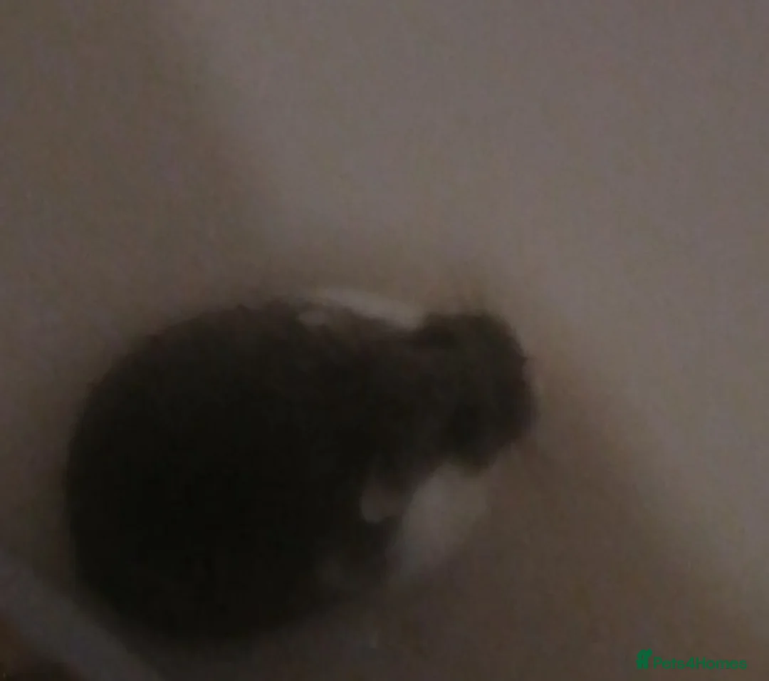 Hamster rodents for sale: One robrovski female ~ 1 year old and very activ - Advert 1