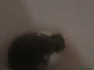 Hamster rodents One robrovski female ~ 1 year old and very activ - Advert 2