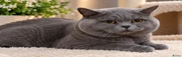 British Shorthair cats for sale: 100% PURE champion bsh kitten  - Advert 8