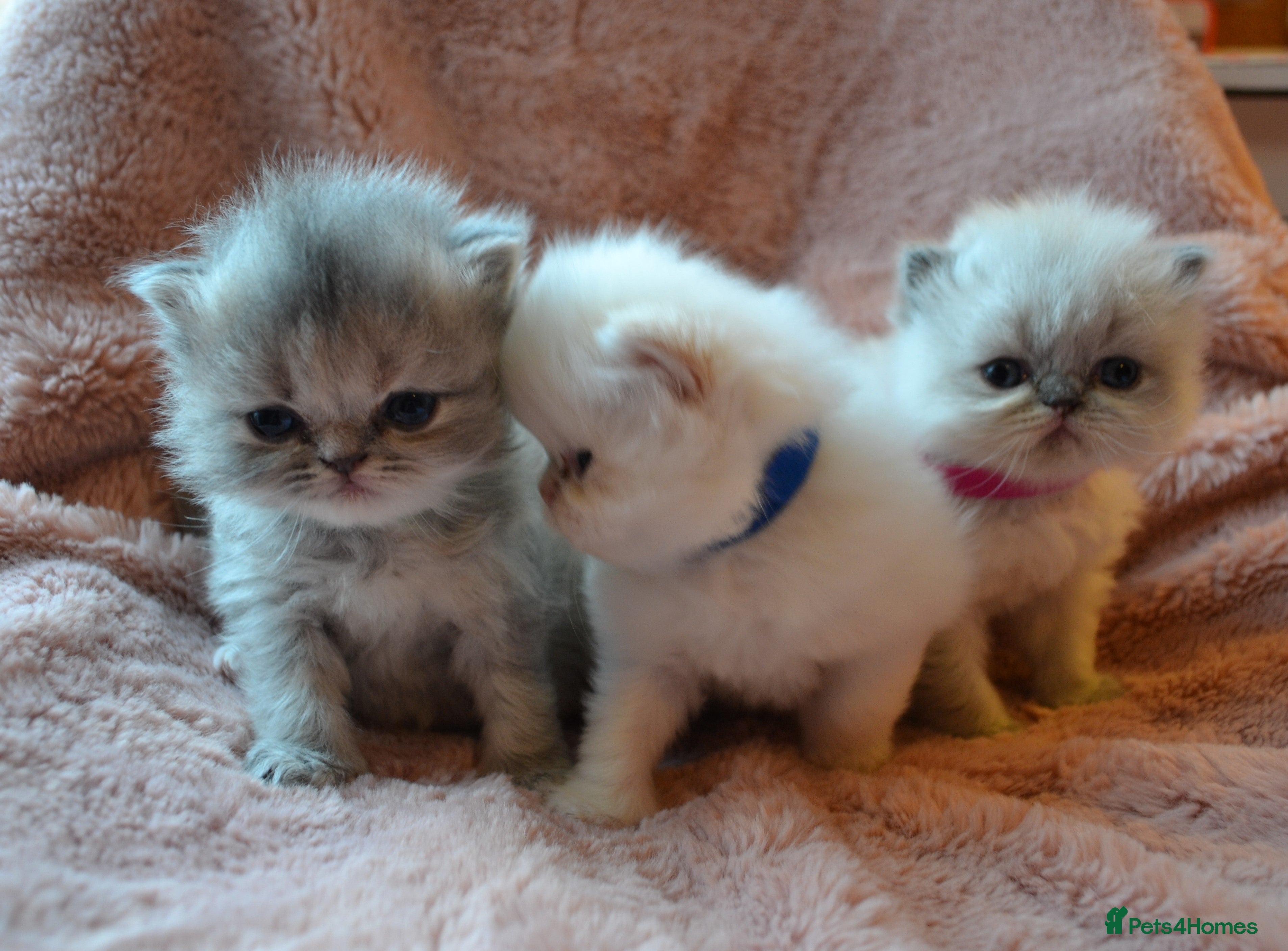 Persian cats Unique gorgeous Persian Kittens - Advert 6