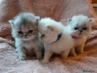 Persian cats Unique gorgeous Persian Kittens - Advert 6