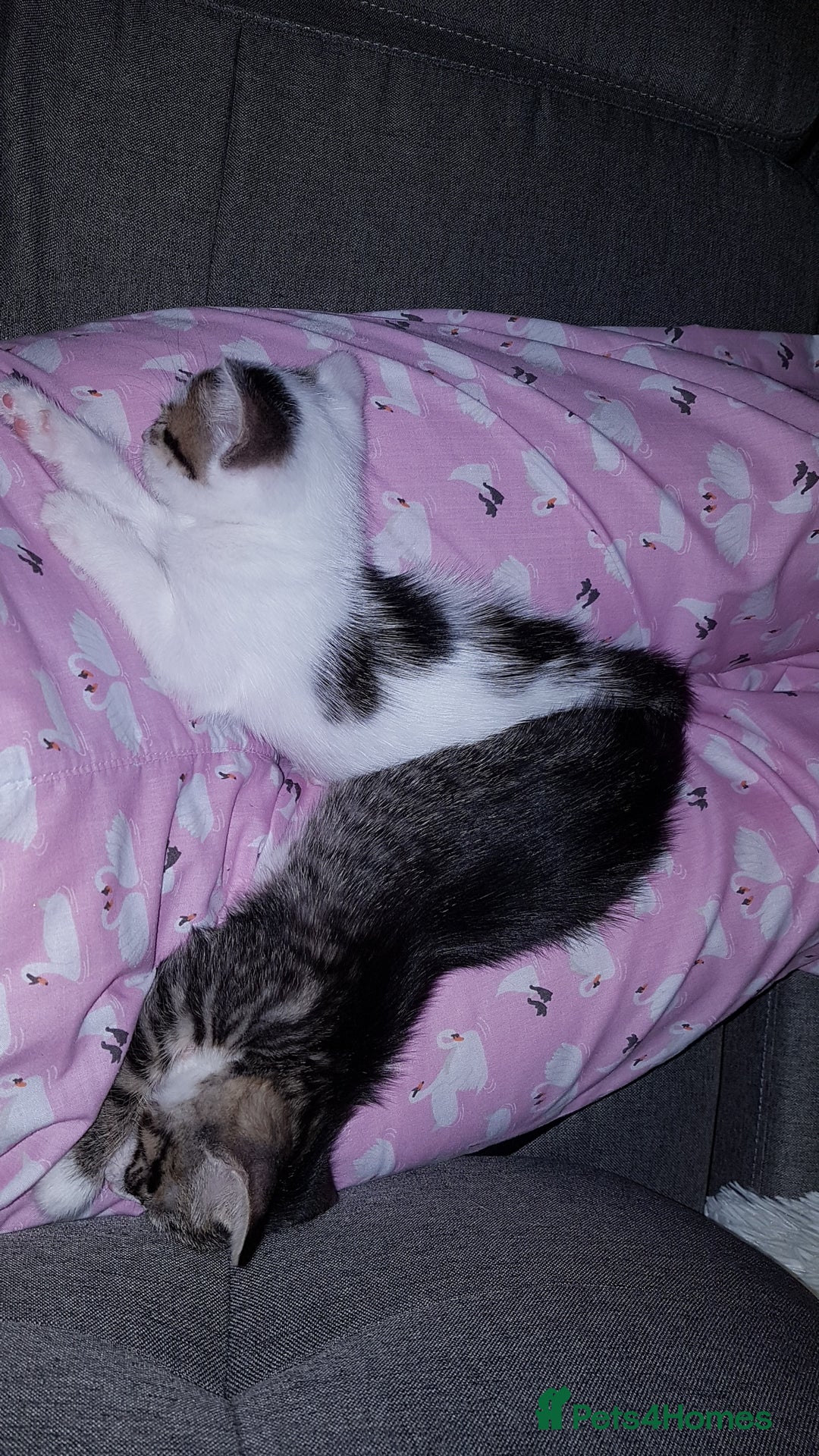 British Shorthair cats for sale: for sale 2 cheeky little monkeys  - Image 15