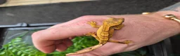 Gecko reptiles for sale: crested geckos, leopard geckos - Advert 12