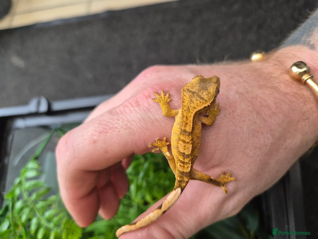 Gecko reptiles for sale: crested geckos, leopard geckos - Advert 12