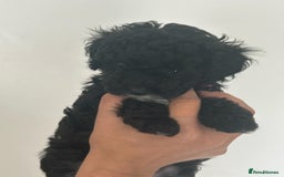 Maltipoo dogs for sale: Toy f1b maltipoos dna clear. - Image 5