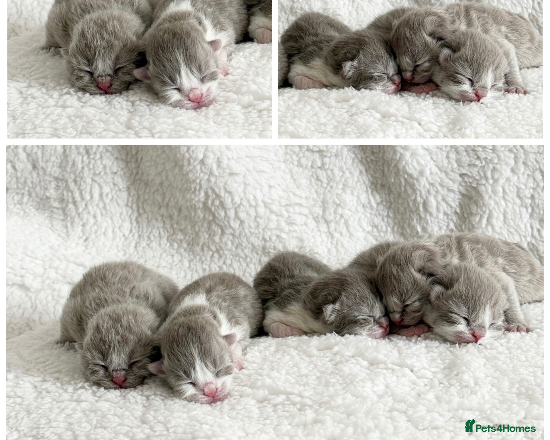 British Shorthair cats British shorthair kittens  - Advert 1
