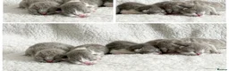 British Shorthair cats for sale: British shorthair kittens  - Advert 6