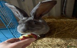 British Giant rabbits for sale: Giant rabbits  - Image 3