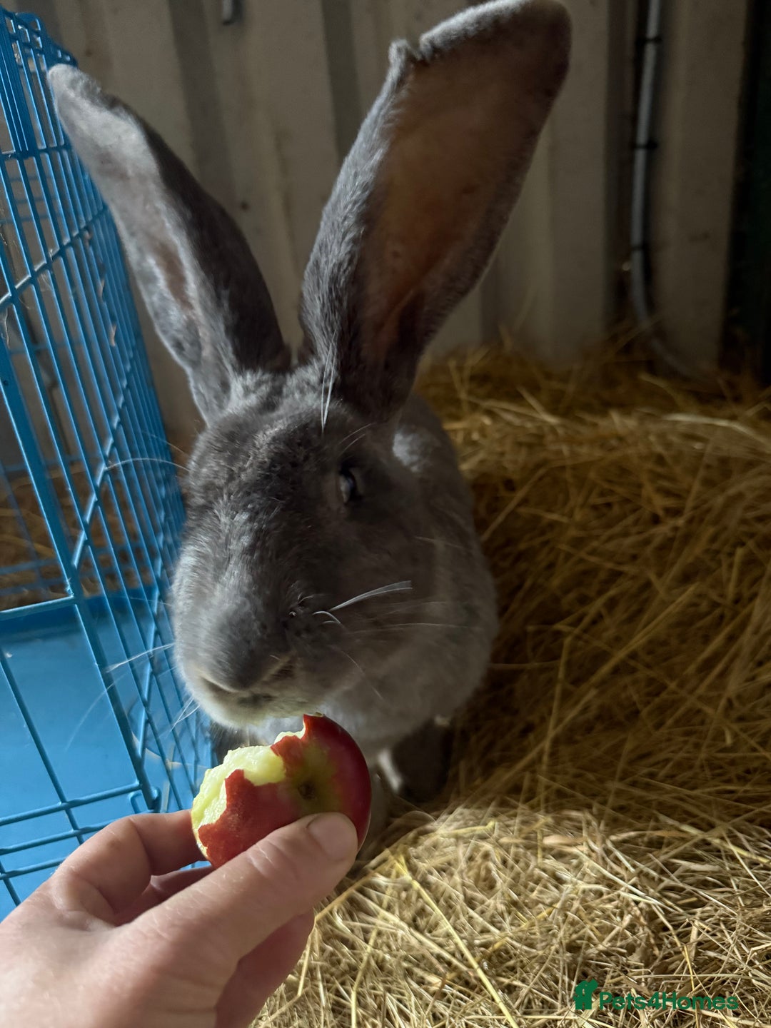 British Giant rabbits for sale: Giant rabbits  - Image 3