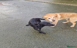 Labrador Retriever dogs for sale: Black and Gold Labrador Pups - Image 8