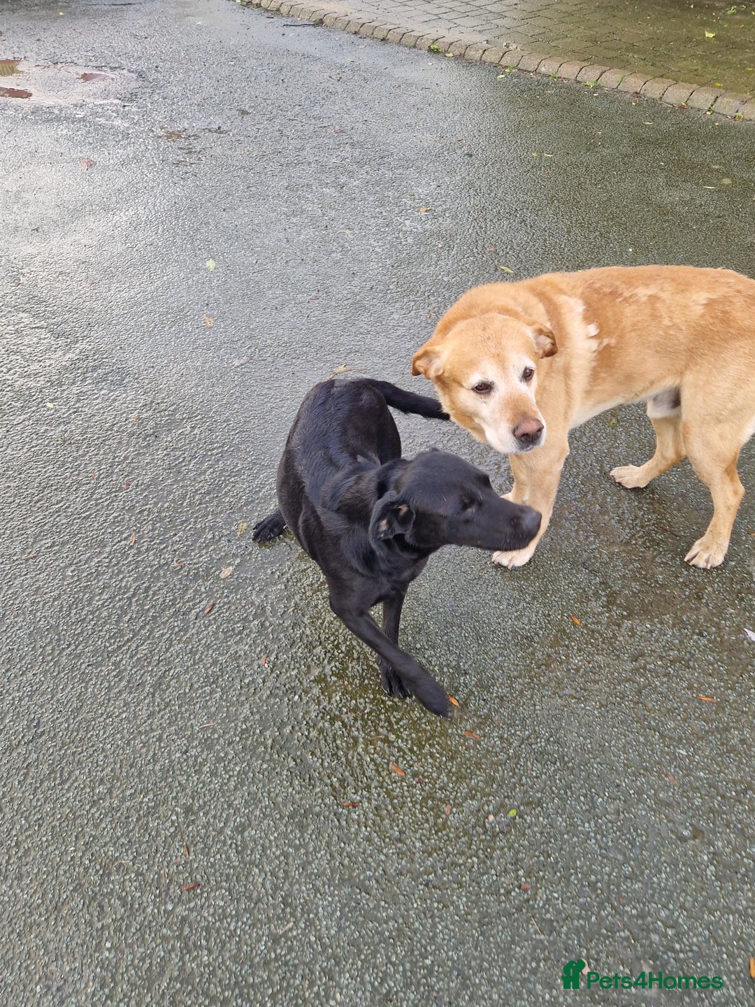 Labrador Retriever dogs for sale: Black and Gold Labrador Pups - Image 8