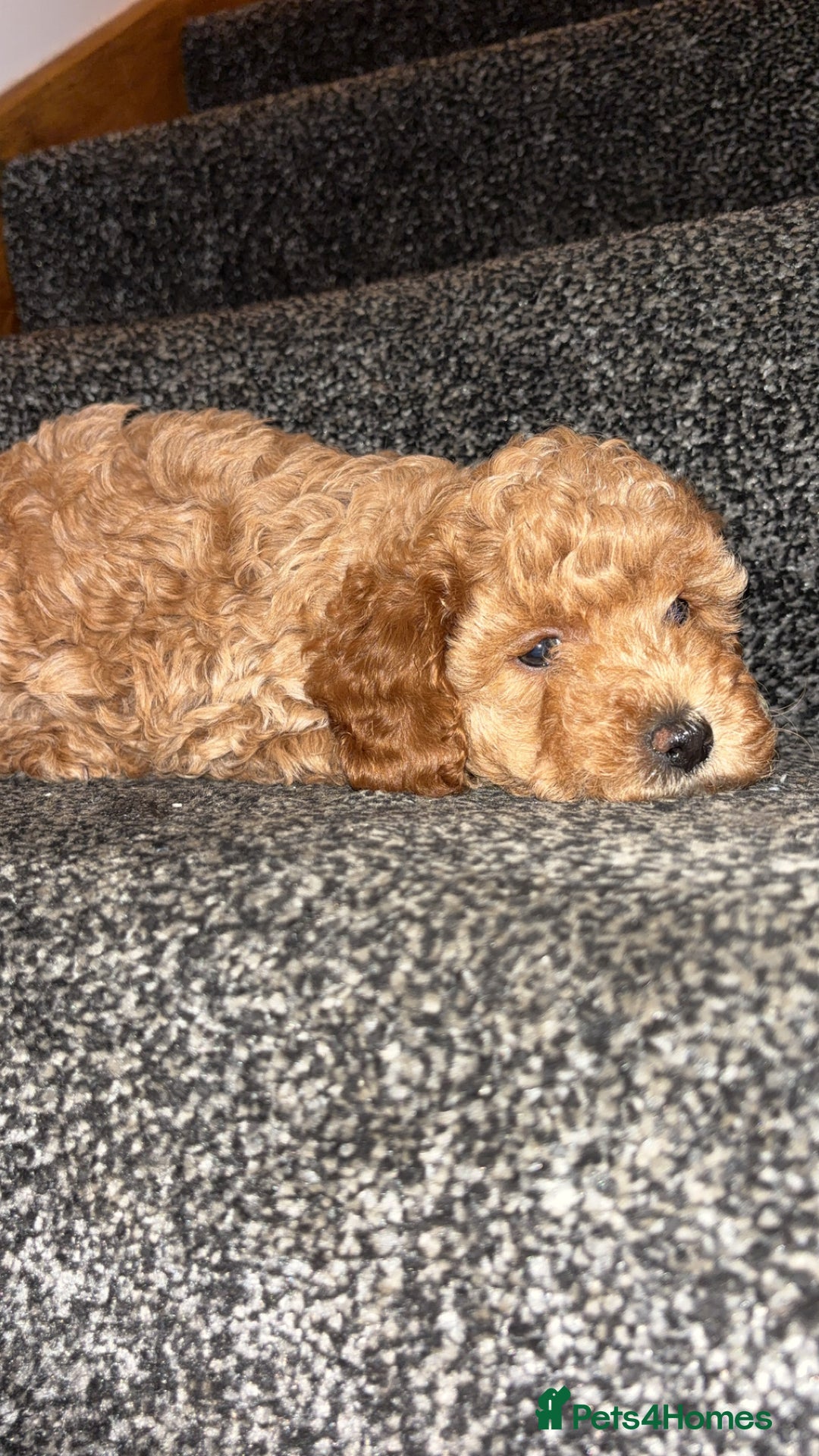 Cavapoo dogs for sale:  Cavapoo puppies  - Advert 11