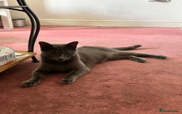 Hamster rodents for sale: 2 kittens available for CARING HOME - Image 12