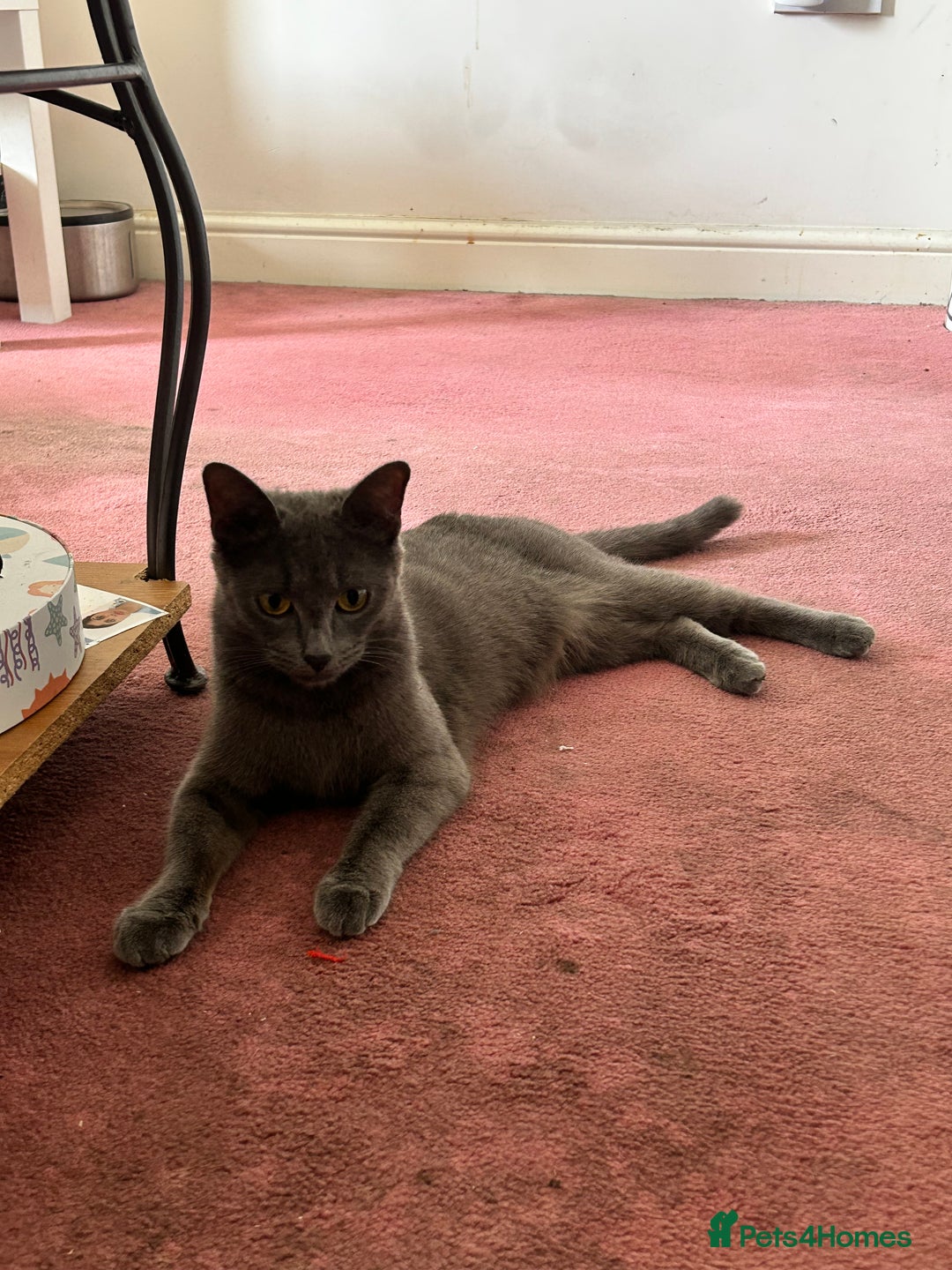 Hamster rodents for sale: 2 kittens available for CARING HOME - Image 12