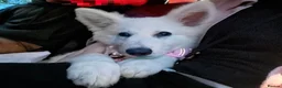 White Swiss Shepherd dogs for sale: KC registerd Well-Trained White Swiss Shepherd - Advert 4