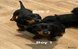 Miniature Dachshund dogs for sale: ✨ Gorgeous Miniature Dachshund Puppies ✨ - Image 6