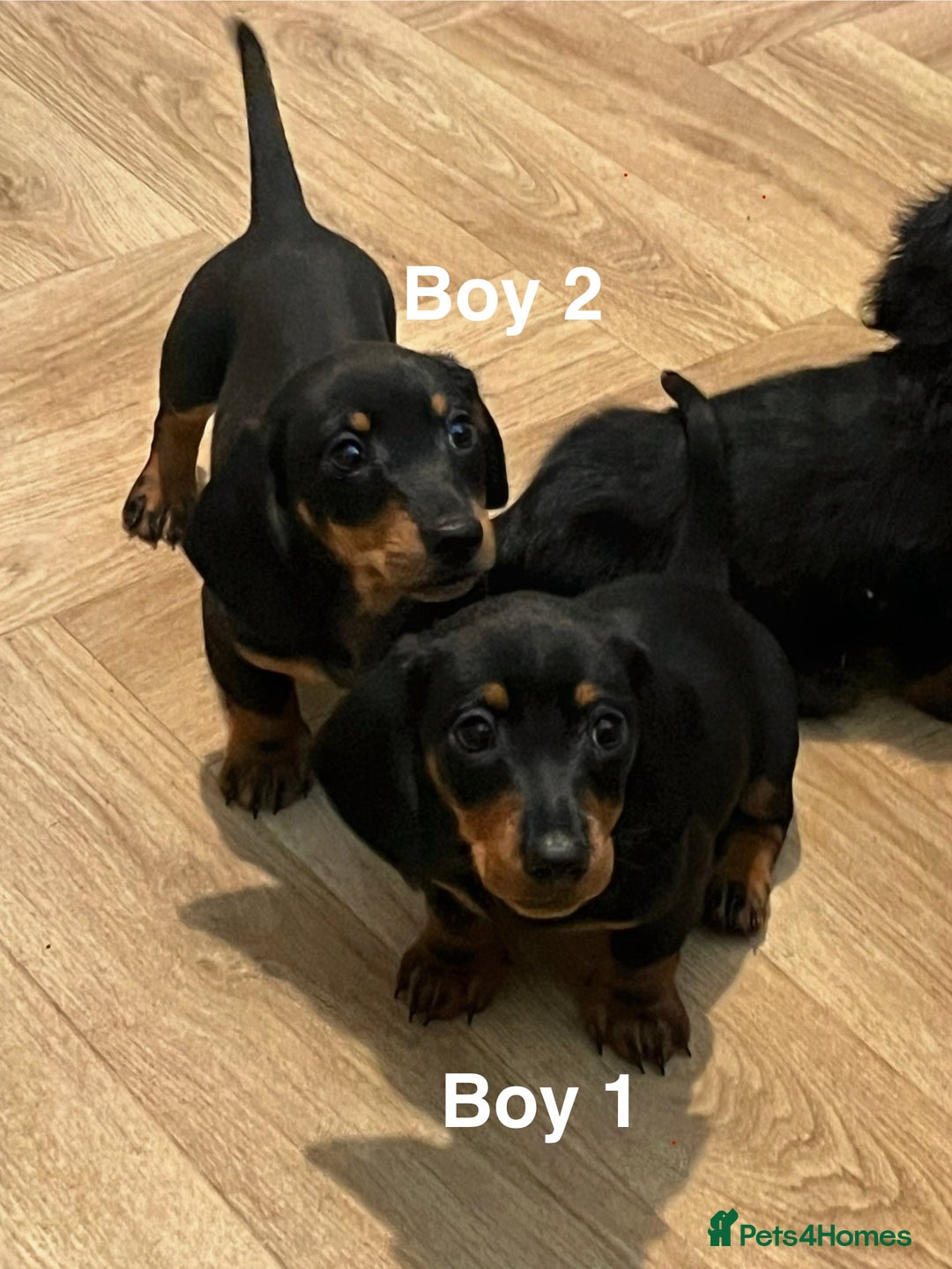 Miniature Dachshund dogs for sale: ✨ Gorgeous Miniature Dachshund Puppies ✨ - Image 6