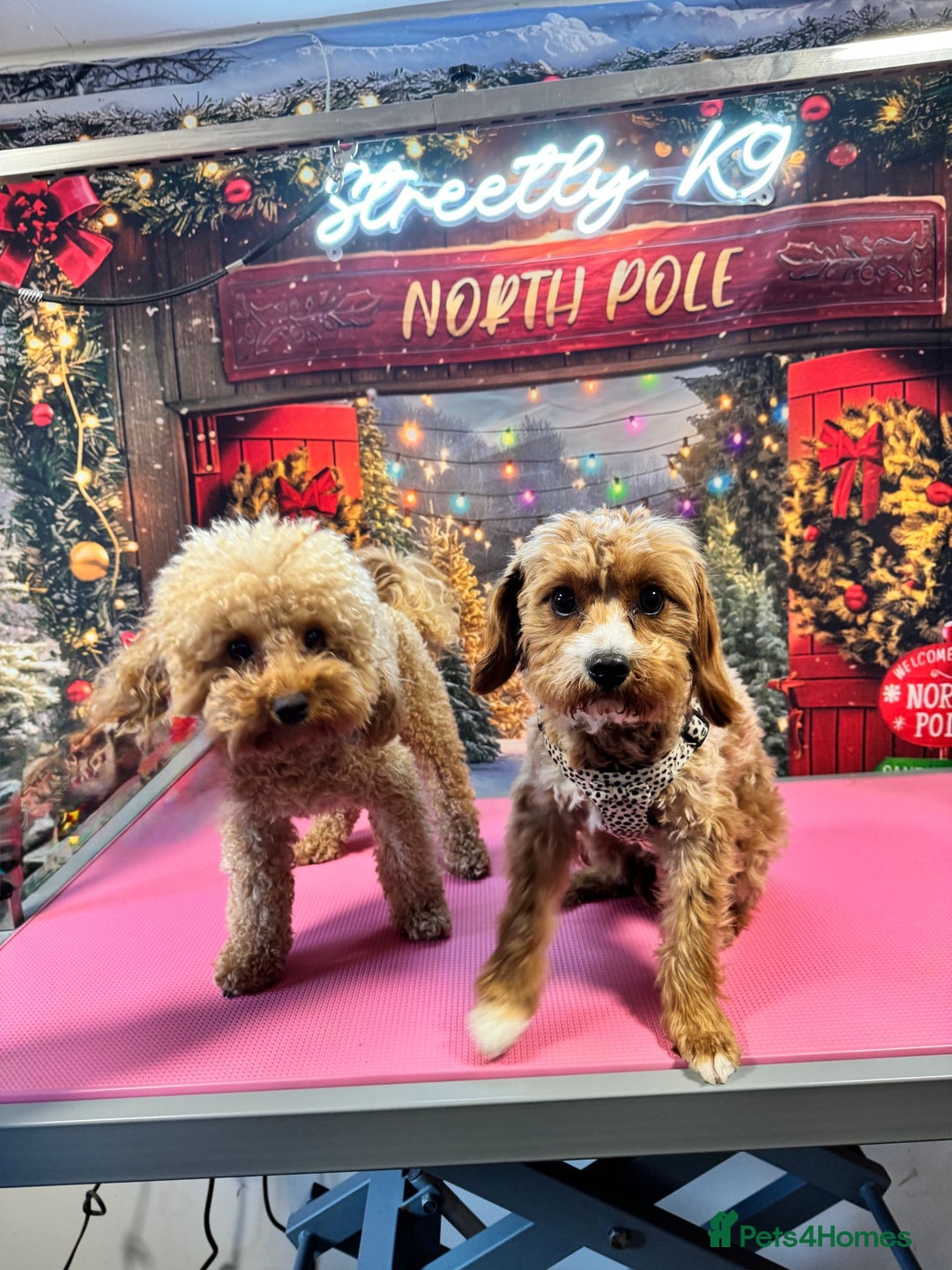 Toy Poodle dogs for stud: Toy Poodle KC - Stud and  fully health tested  - Advert 38